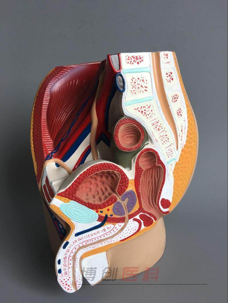 博创医科医学教学模型的优惠券大全—男性生殖器系统 计生演示教学