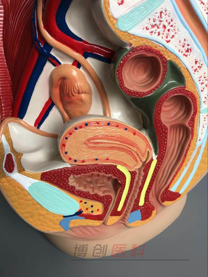 女性矢状解剖模型,女性解剖模型,女
