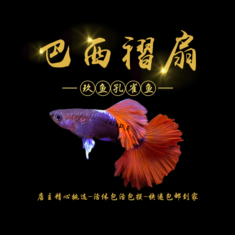 巴西红扇褶扇精品大活体孔雀鱼纯种小型热带鱼练手鱼小鱼苗母繁殖在类目 宠物/宠物食品及用品, 水族世界, 鱼中 - 来自Buy2taobao.com提供专业的淘宝代购服务