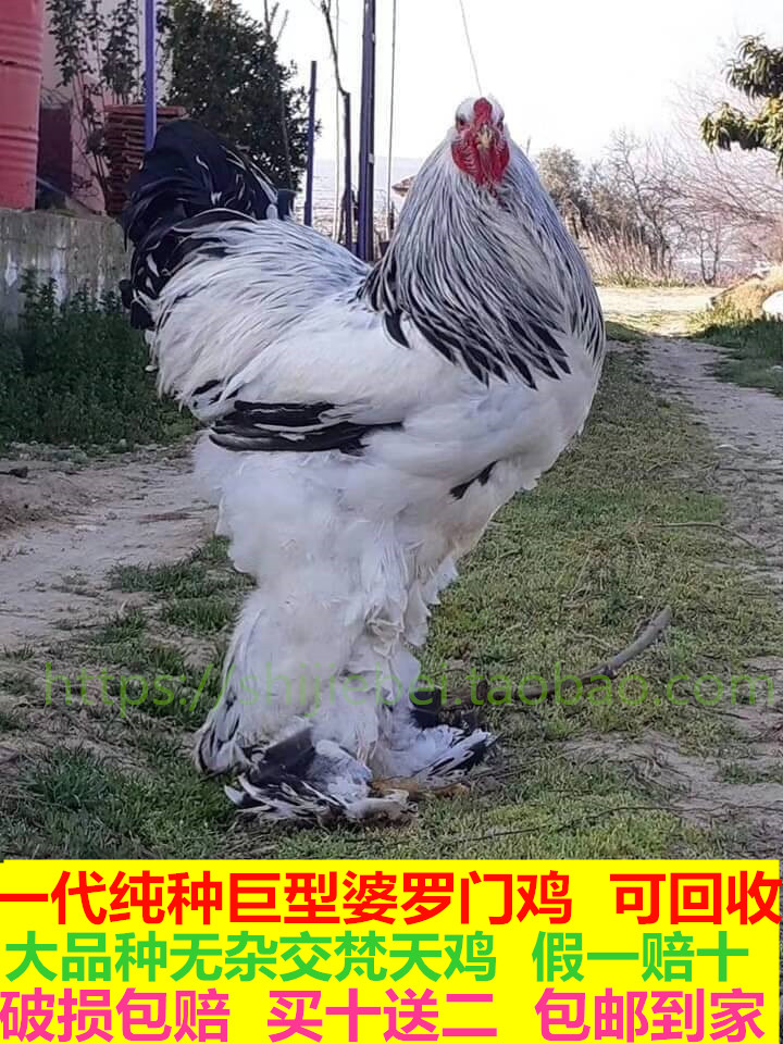 纯种婆罗门鸡蛋受精种蛋可孵化 一代正宗巨型梵天鸡 大体型观赏鸡