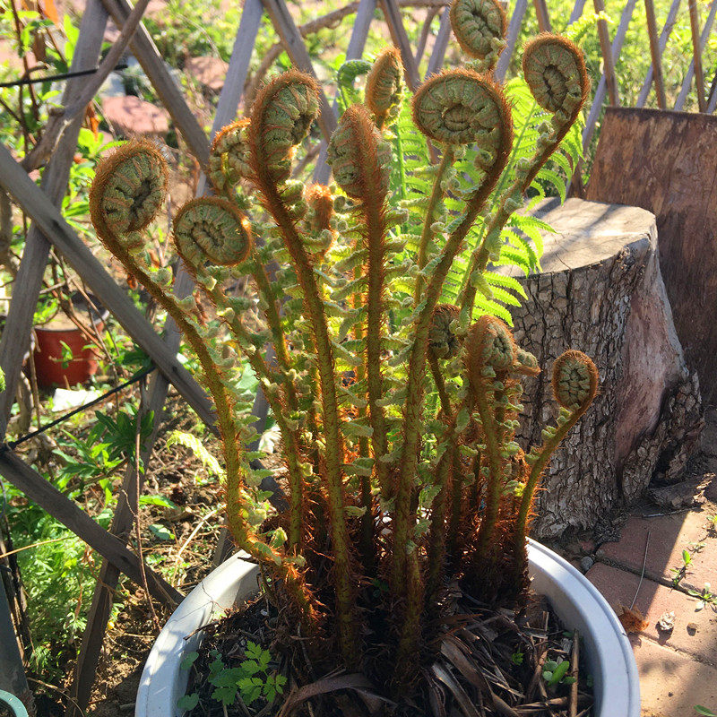 粗茎鳞毛蕨种子种苗东北贯众中草药植物绵马贯众家庭观赏盆栽绿植