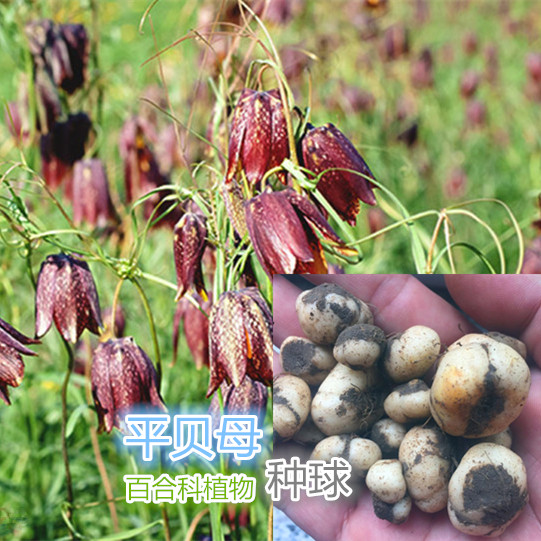 平贝母种球种苗东北贝母中草药植物种子家庭盆栽庭院地栽四季易活