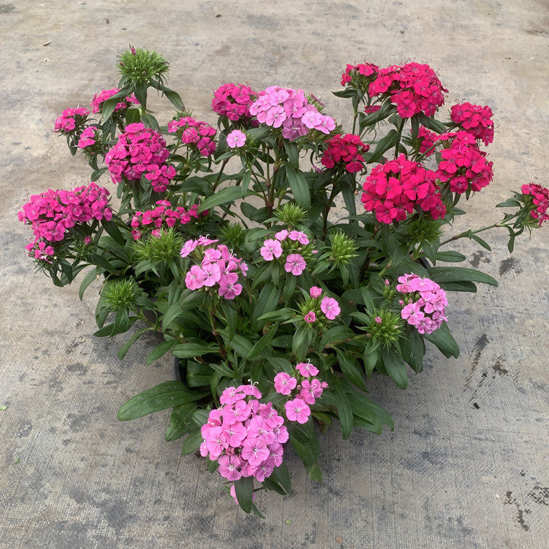 绣球石竹盆栽五彩石竹四季开花易种活混色皮实好养香石竹包邮