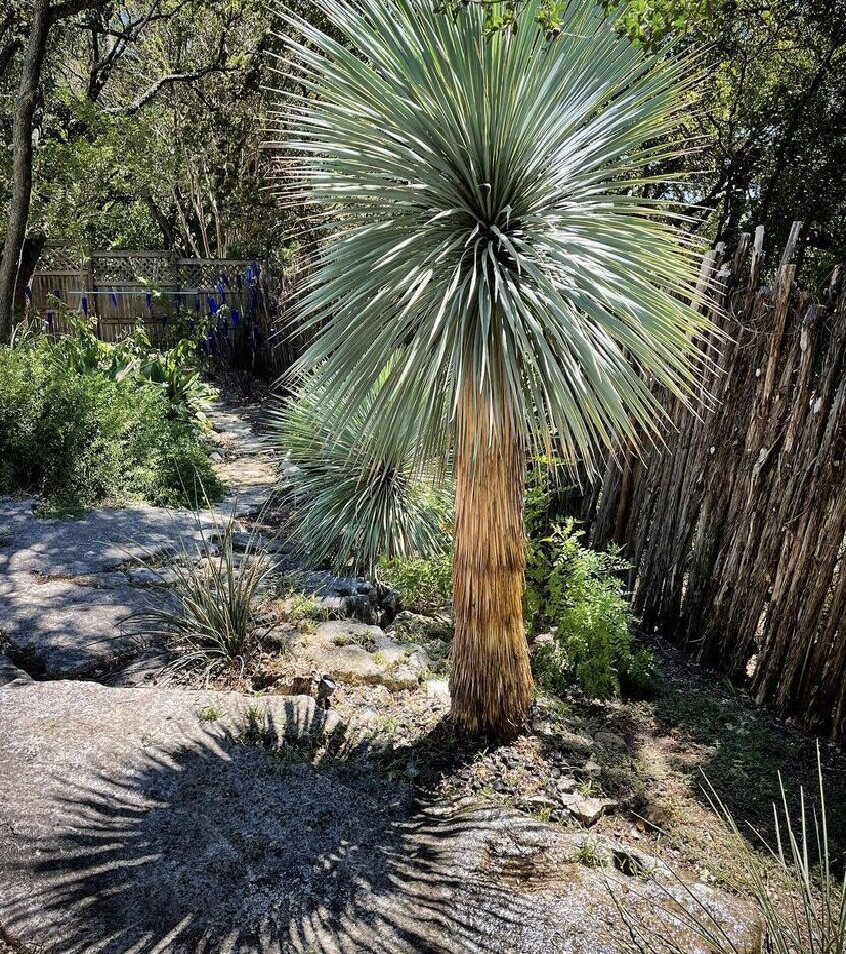 一折墨西哥仙人掌_稻草人鸟喙丝兰沙漠植物盆栽墨西哥龙舌兰块根仙人