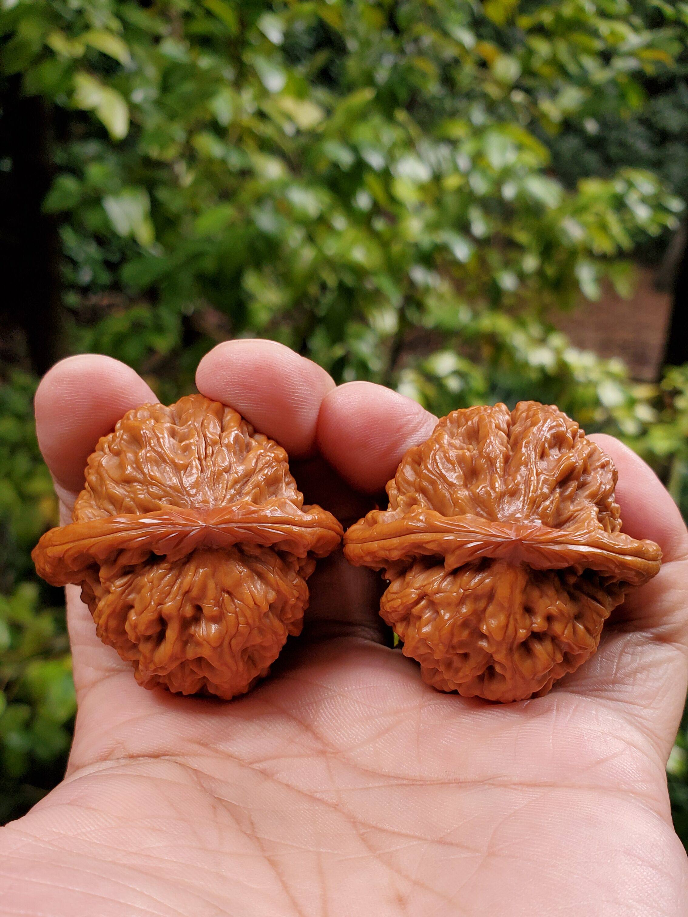 【直播选核桃】文玩核桃 狮子头 大官帽虎头 野生麻核桃