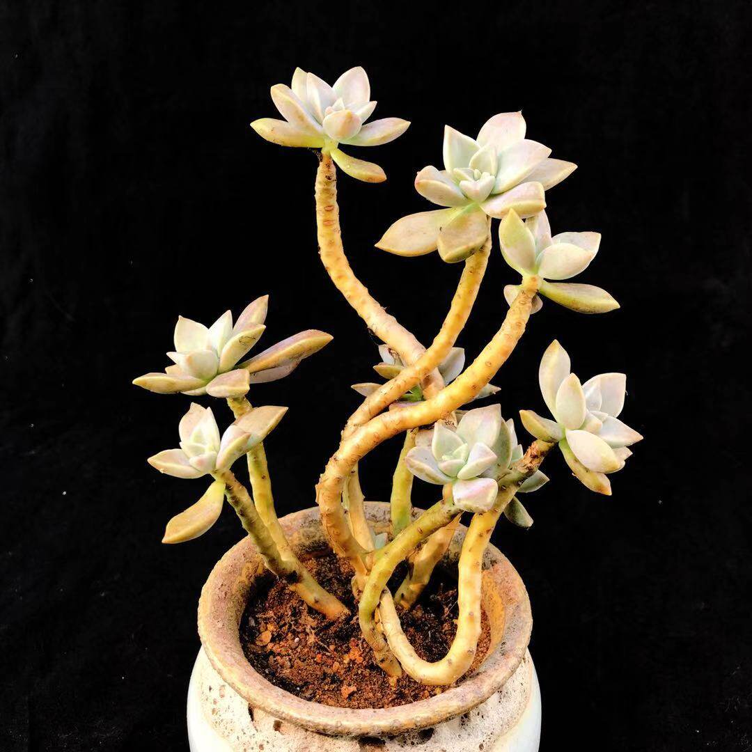 胧月宝石花多肉植物一物一拍老桩多头群生悬崖造型满68包邮胧月