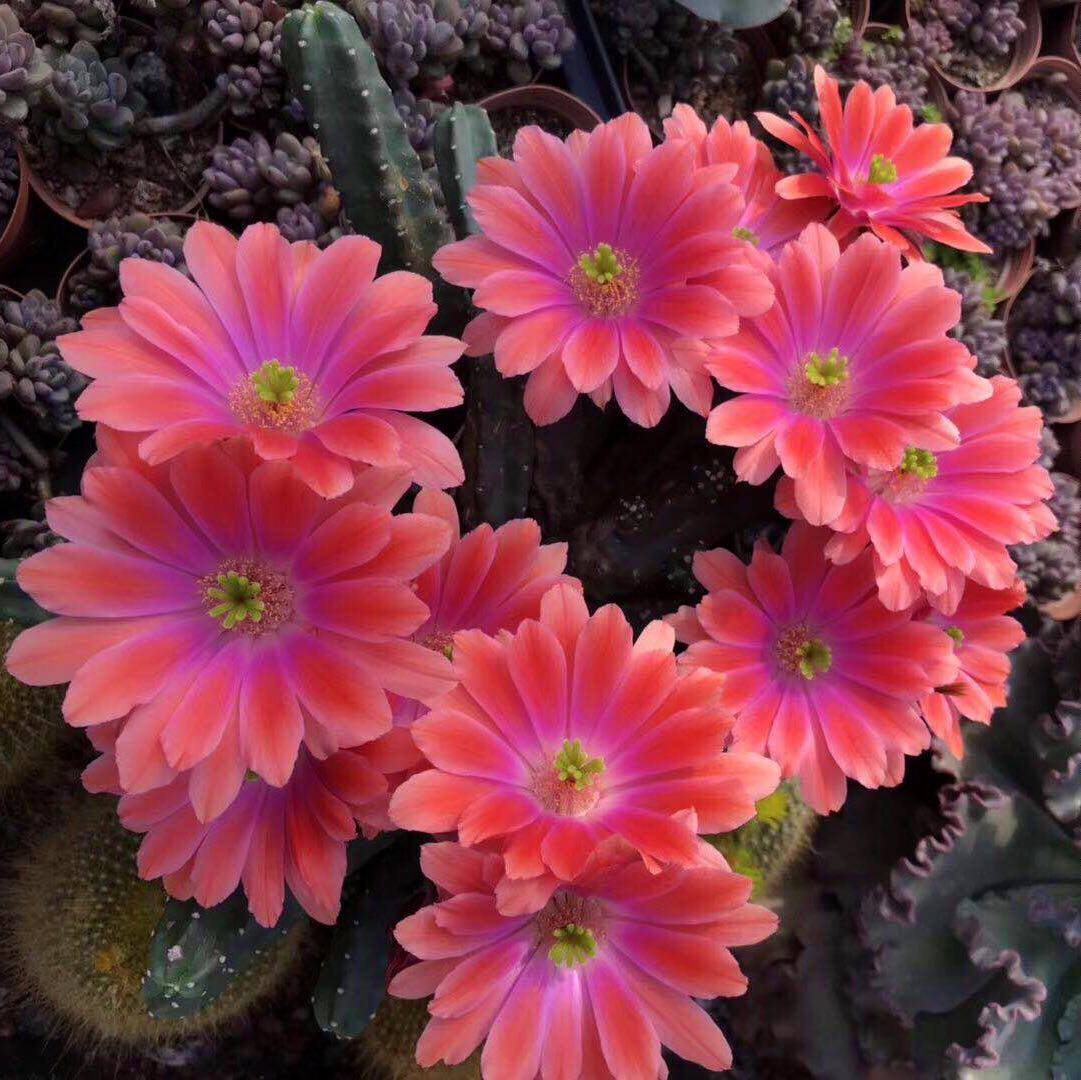 桃太郎大花丽花美花群生一物一拍鹿角柱属会开花仙人球多肉植物