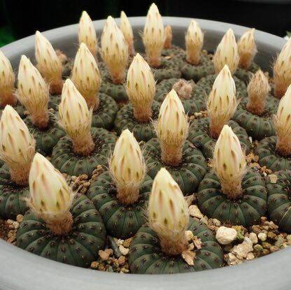 特价蜈蚣丸瓶装_实生仙人球艳姬士童黄金蜈蚣丸豹之子狸之子多肉植物