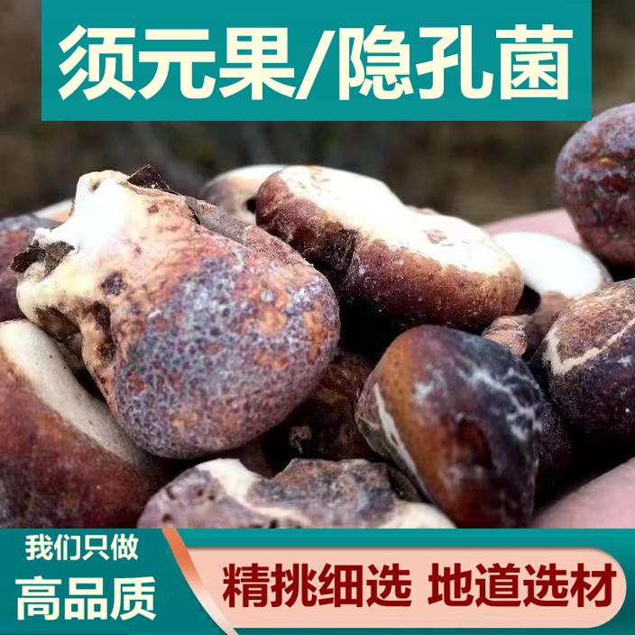 须元果中药材隐孔菌松橄榄觅阳果耶香豆无根须阳果树荷包50g包邮