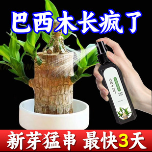 巴西木专用型营养液养花肥料盆栽通用幸运木水培植物家用氮磷钾