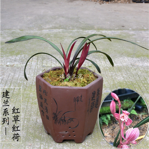 红草红荷建兰高端兰花花卉夏来花苞 四季兰荷瓣室内盆栽花苞对版