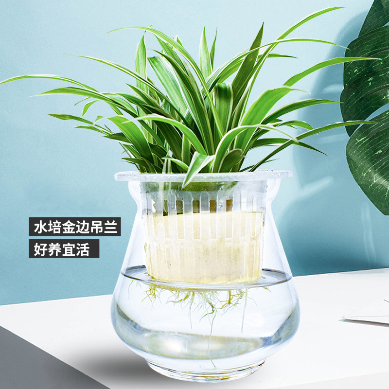 水培金边吊兰盆栽办公室内花卉绿植水培青叶吊兰新房摆放观叶植物