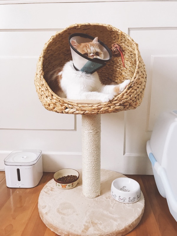 Cat Tree Cat tree summer Cat scratch post Cat jumping Toys small-scale Babel Four seasons currency Cat litterin the Pet/Pet food and supplies , Cat/Dog Toys , Cat Tree category - from Buy2taobao.com to provide professional Taobao agent buy service