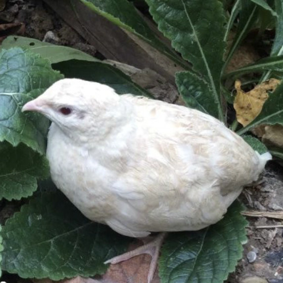 白羽鹌鹑种蛋受精蛋可孵化白羽鹌鹑受精蛋20个起包邮