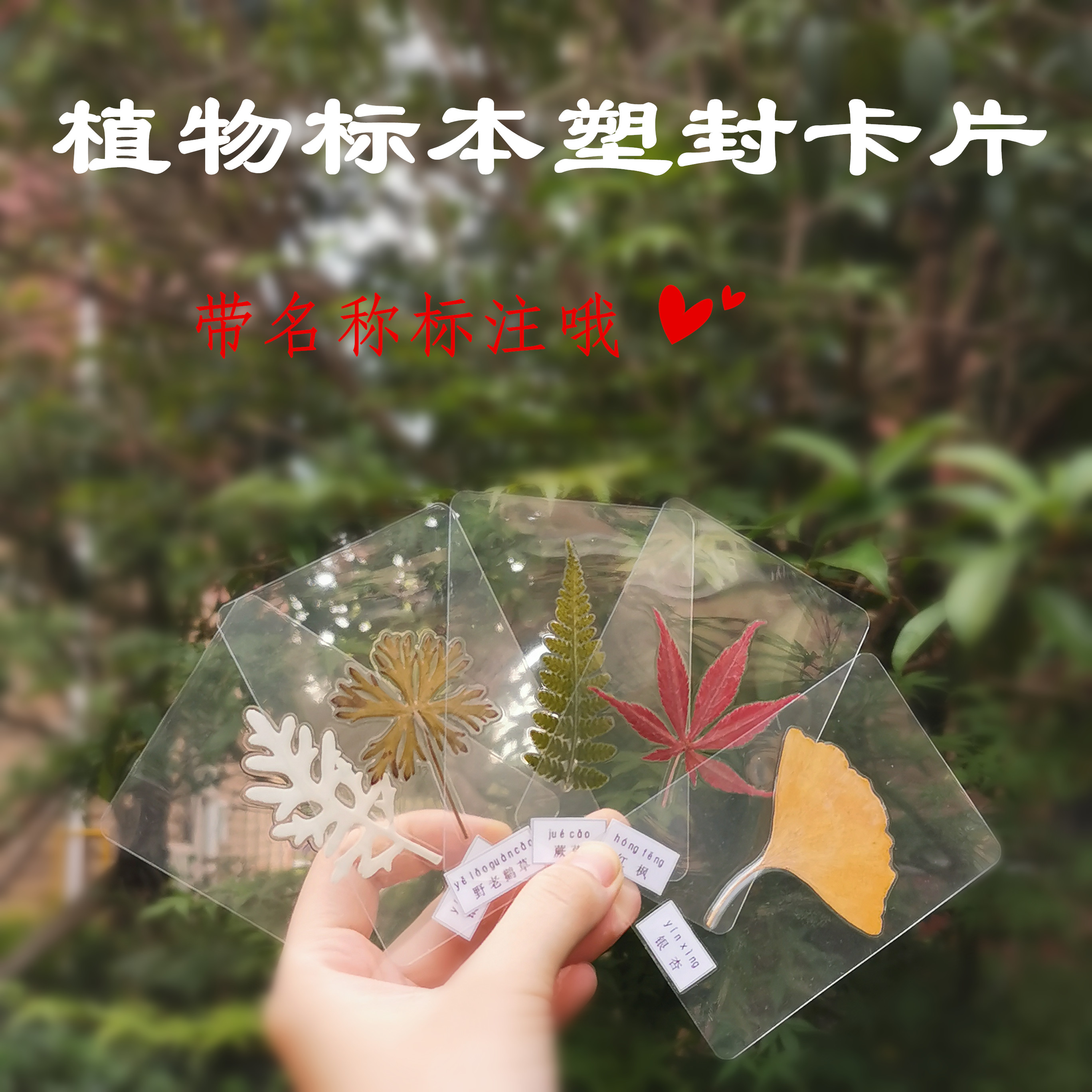 各种树叶标本塑封认知卡片带植物名称标注 教学教具 恋花店