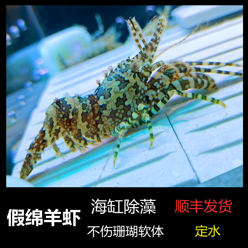 绵羊虾品牌排名前10位