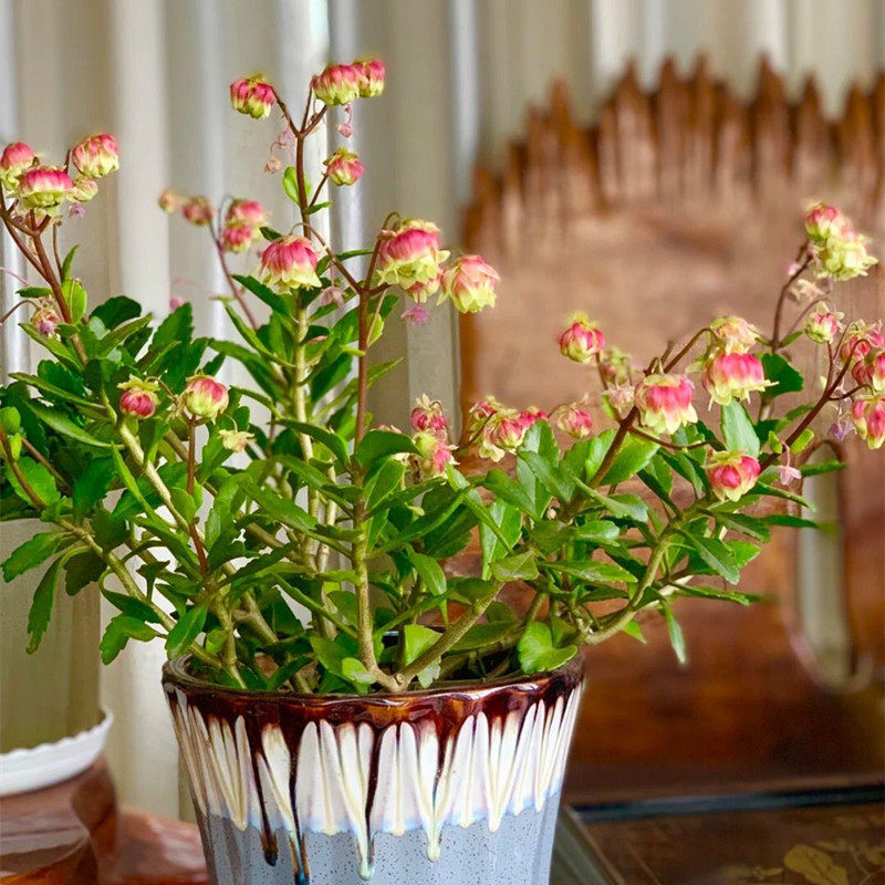 重瓣宫灯长寿花的养殖方法和注意事项