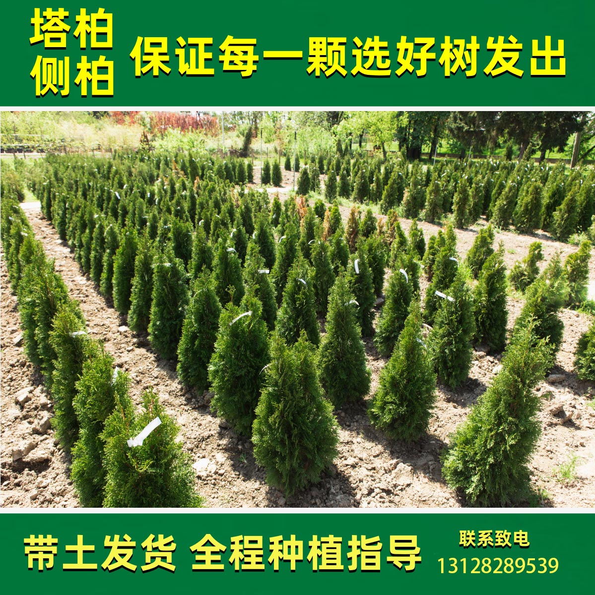 塔柏树苗(塔柏树苗多少钱一棵)