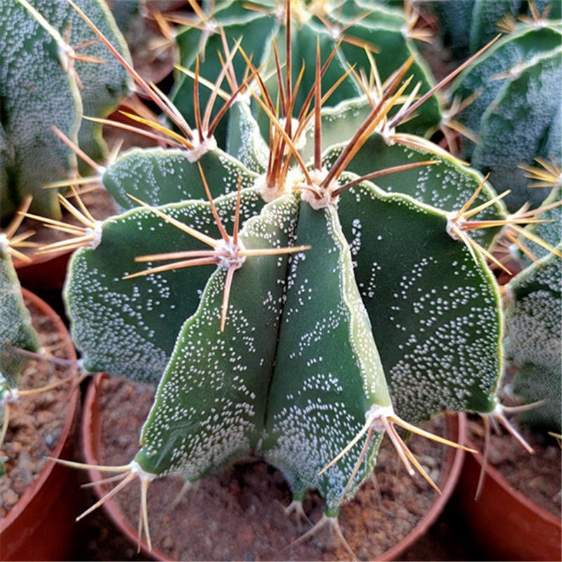 强刺仙人球白云般若开大花多肉植物仙人掌办公室内防辐射易养美观