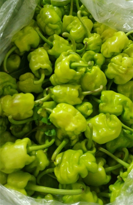 新鲜皱皮薄皮辣椒500g京津冀68包顺丰辣椒