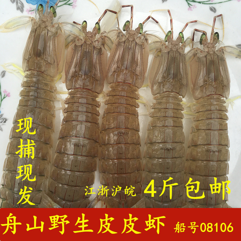 舟山野生琵耙虾海鲜新鲜皮皮虾鲜活虾姑富贵虾500克2斤起拍