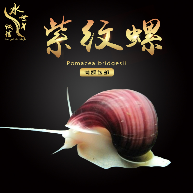紫纹螺紫衣螺黄金螺象牙白螺观赏螺神秘螺工具螺除藻除苔螺2只装在类目 宠物/宠物食品及用品, 水族世界, 螺中 - 来自Buy2taobao.com提供专业的淘宝代购服务