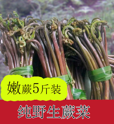 新鲜蕨菜 撅菜阙菜现摘现发湖南农家蔬菜野菜野生厥菜5斤包邮