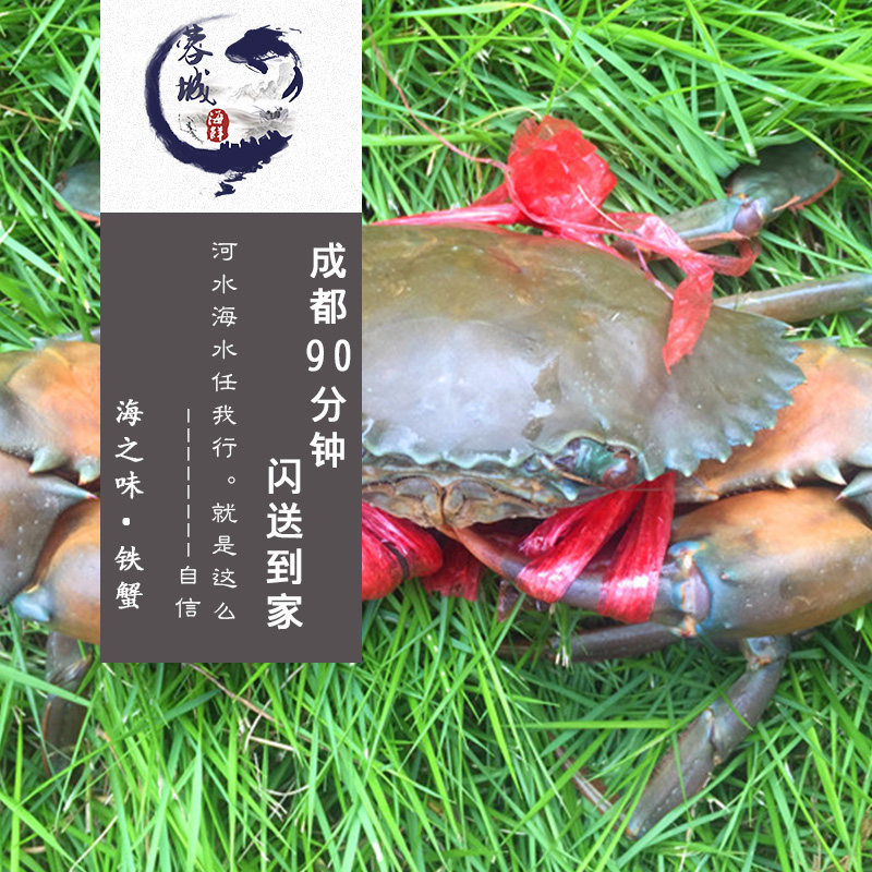 成都海鲜急送鲜活铁蟹黑蟹青蟹1斤约3只