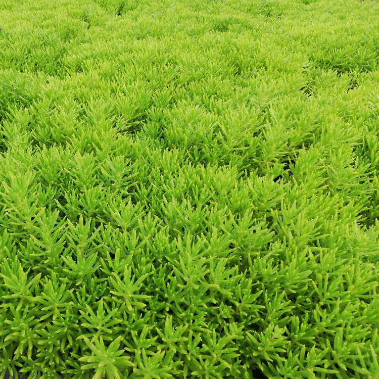 屋顶绿化佛甲草 宿根多年生草坪草皮佛甲草容器盆栽地被佛甲草苗