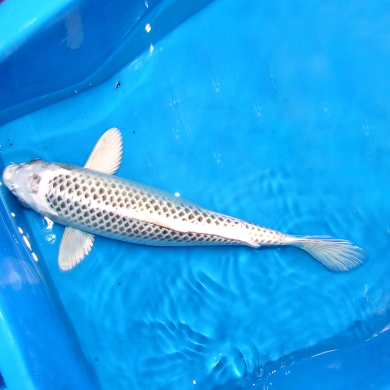 锦鲤活体精品纯种日本鱼苗招财银松松叶金鱼鱼