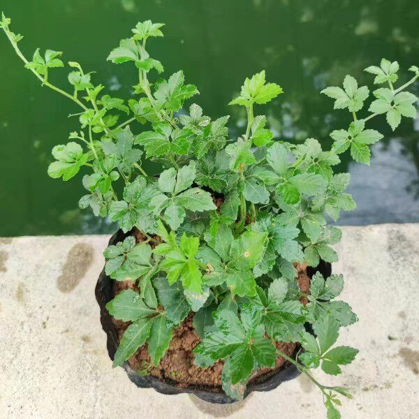 新鲜七叶野菜草菜 参 绞股蓝苗 五叶神福音天堂草 农庄煲汤500g