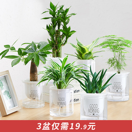 发财树绿植九里香花卉盆栽多肉植物水培绿萝富贵竹室内好养栀子花