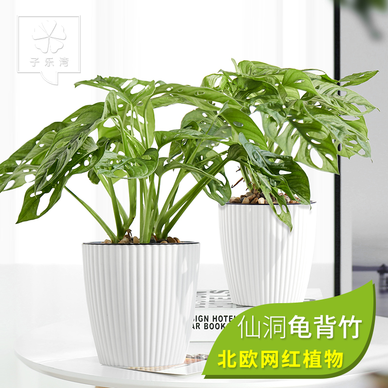龟背竹水培观叶植物室内盆栽净化空气仙洞龟背竹盆栽水养绿植竹芋