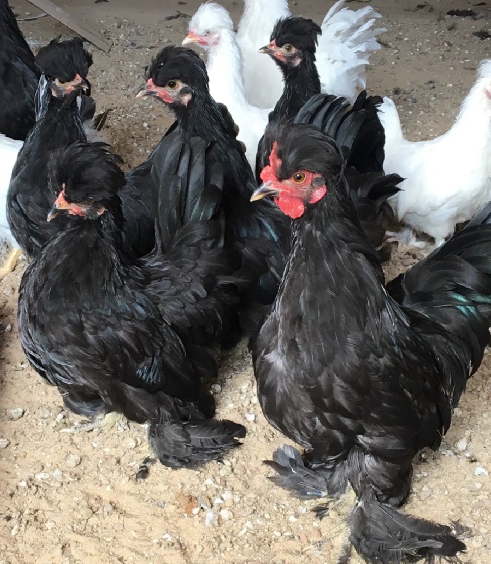 特价元宝鸡_元宝鸡活体一对矮腿鸡小鸡翻毛波兰鸡宠物鸡活体包活到家