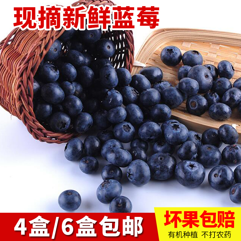 现货蓝莓新鲜蓝梅蓝霉鲜果非野生当季孕妇水果125g*4盒装顺丰包邮在类目 水产肉类/新鲜蔬果/熟食, 新鲜水果, 蓝莓中 - 来自Buy2taobao.com提供专业的淘宝代购服务