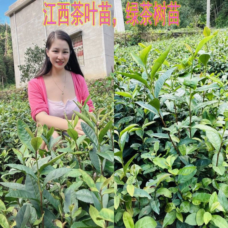 江西遂川苗妹家绿茶树苗茶叶苗苗粗壮根系发茶树苗当年可采摘常绿