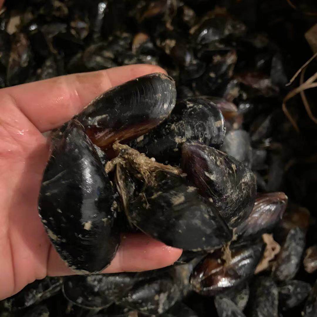 码头当天卸船新鲜野生青口贝包肥肉