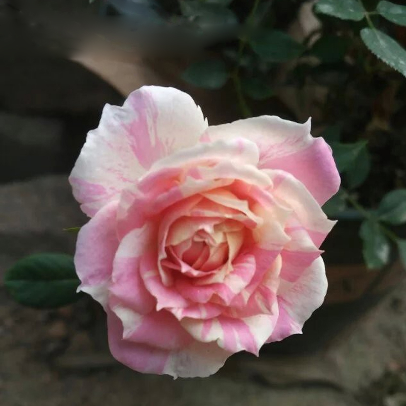 豁新新品灌木月季薄荷冻糕欧月花苗时令草本花卉