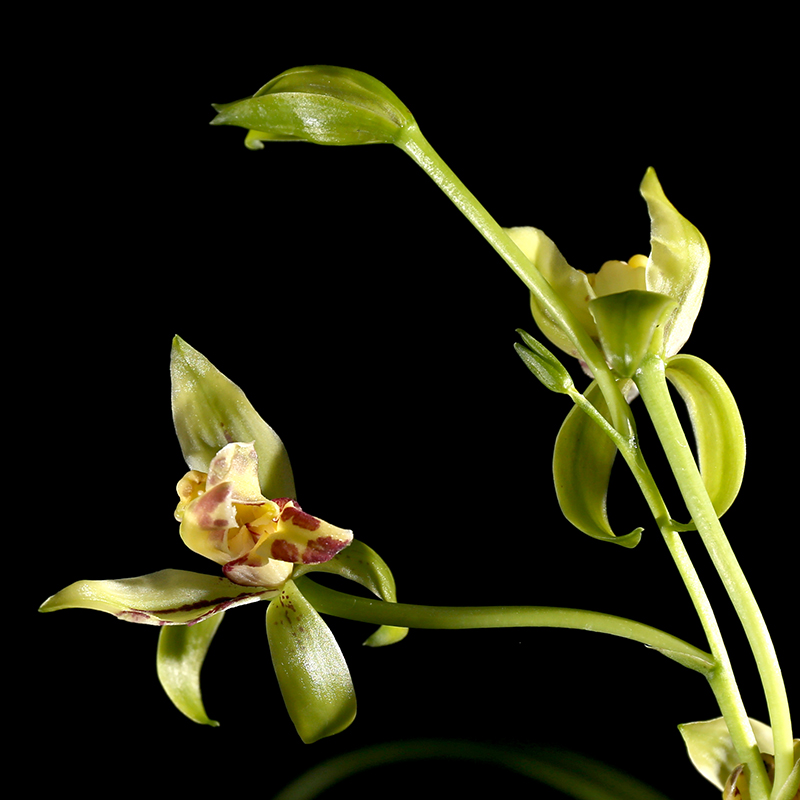 南靖青轩兰场 奇花梨山狮王浓香四季兰花苗未带花苞 好养绿植花卉