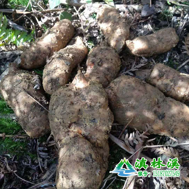 3斤180包邮云南昭通大关深山里纯野生冬麻天麻新鲜春麻 山上找的