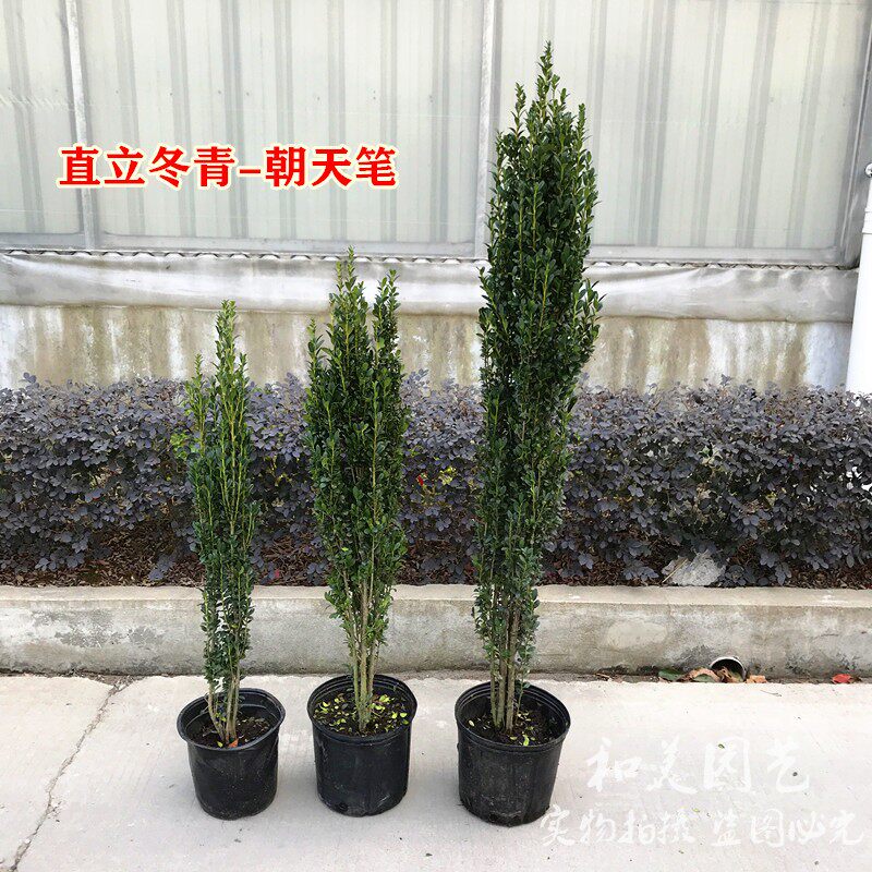 耐寒直立冬青多年生四季常绿朝天笔树苗庭院别墅篱笆树苗包邮