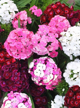 美国泛美 石竹快捷花卉苗 香味球形美国石竹花坛盆栽庭院阳台花苗