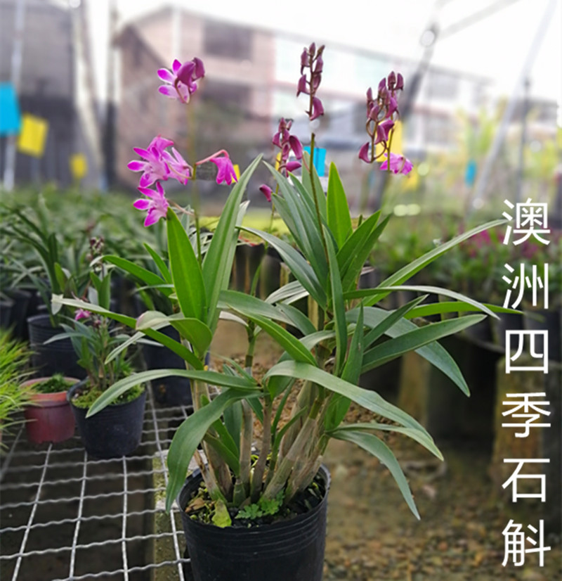 浓香澳洲香水石斛兰铁皮石斛米石斛梦香兰文心兰花卉绿植盆栽花卉