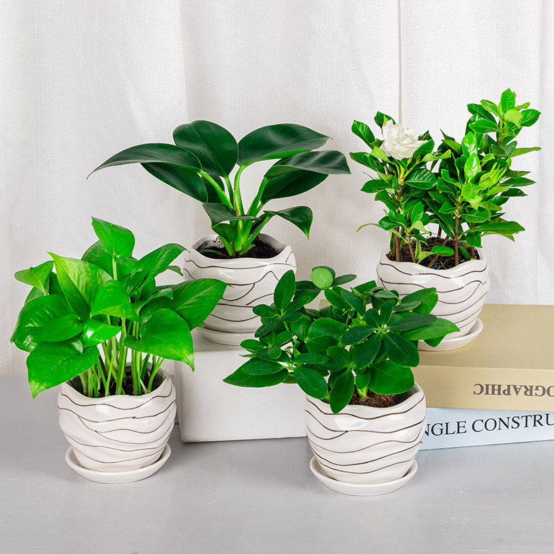 虎皮兰绿萝栀子花绿植文竹吊兰盆栽办公室内桌面小植物花卉防辐射