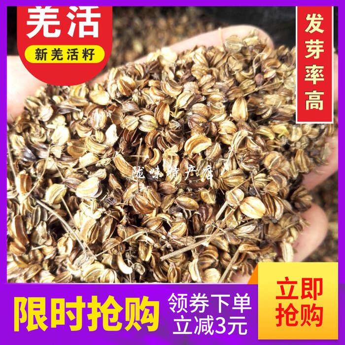 甘肃羌活种子500g克包邮发芽率高羌青蚕羌川羌竹节羌黑药