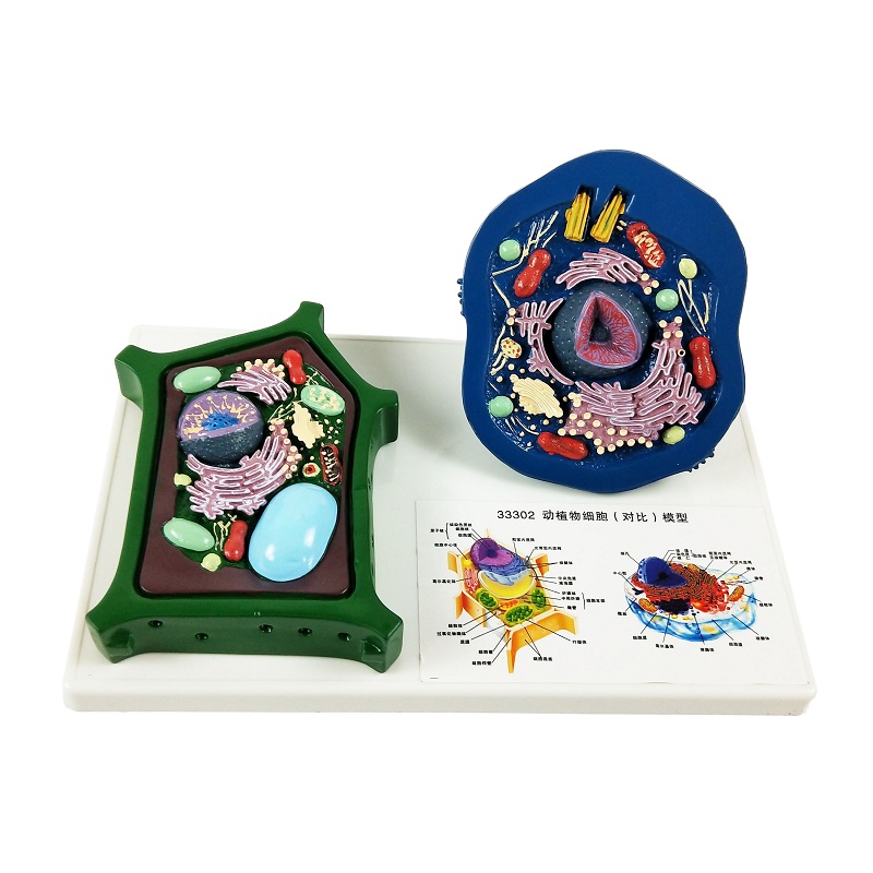 动植物细胞对比模型动物植物初中初中生生物教具教学仪器