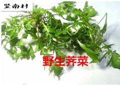 崇明农家现挖新鲜野生荠菜 野菜 地菜 新鲜蔬菜 现挖现发