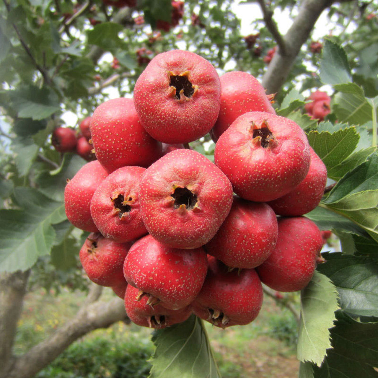 热销鲜山楂果 新鲜 3斤装