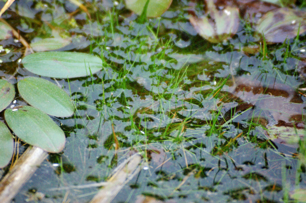 广西原生 绿植 迷你牛毛 原生水草 水草鱼缸造景牛毛毡 前景草