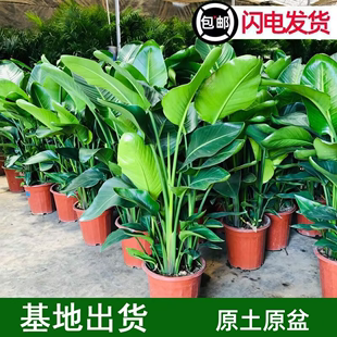 鹤望兰天堂鸟盆栽大型客厅观叶四季常青绿植室内开花网红植物花卉